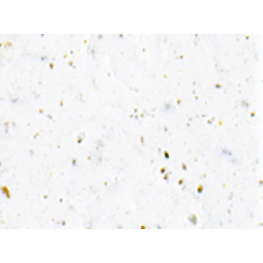 Cinelli Gel Ribbon Bike Handlebar Tape - White