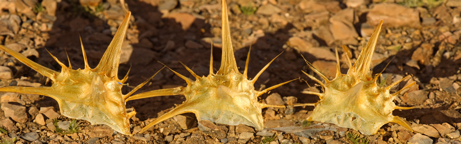 Preventing goat head flat bike tires