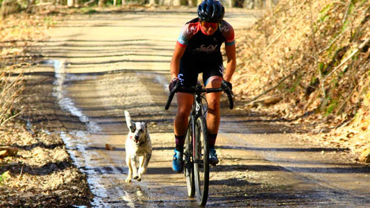 Tips for biking with your dog